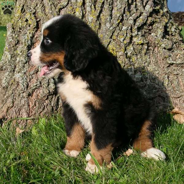 Gibson, Bernese Mountain Dog Puppy